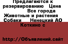 Предлагаются к резервированию › Цена ­ 16 000 - Все города Животные и растения » Собаки   . Ненецкий АО,Коткино с.